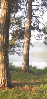 Tranquil forest scene with misty trees in the morning light.