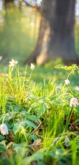 Sunlit forest with fresh grass and wildflowers in the morning light.