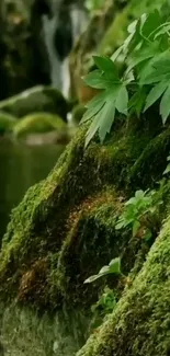 Lush forest scene with moss-covered rocks and green foliage.