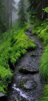 Serene forest path with lush greenery on a tranquil trail.