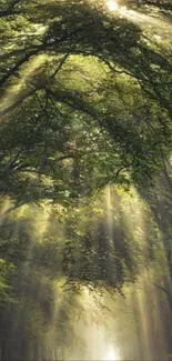 Sunlit forest path with lush green trees.