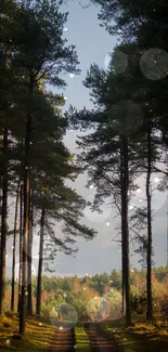 Tall pine trees lining a tranquil forest path at sunrise.