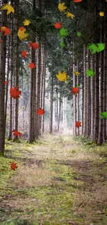 Serene forest path surrounded by tall trees.