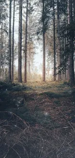 Serene forest path with tall trees and soft sunlight filtering through.