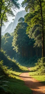 A peaceful path through a lush, green forest under morning light.