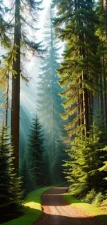 Tranquil forest path with sunlight through towering trees.