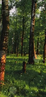 Peaceful forest with sunlit path and tall trees.