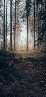 A tranquil forest path surrounded by tall trees and lush greenery.