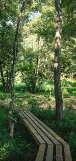 Tranquil forest path amidst lush greenery on a wooden trail.