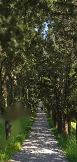 Sunlit forest path lined with lush green trees.