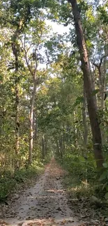 Tranquil path through lush green forest.