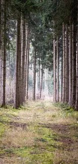 Serene forest path with tall green trees and lush surroundings.