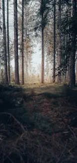 Tall trees in a tranquil forest path.