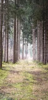 Tranquil path through a dense forest with lush green surroundings.