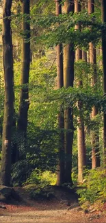 Sunlit forest pathway with lush green trees.