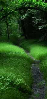 Green forest path with lush foliage.