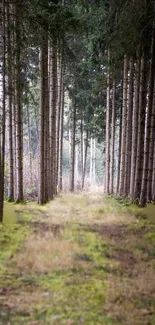 Serene forest pathway surrounded by lush greenery and towering trees.