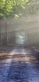 Sunlit forest pathway with tall trees and a serene dirt road.