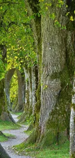 Serene pathway through a lush green forest.