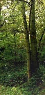 Tranquil forest pathway with lush green trees and a peaceful ambience.