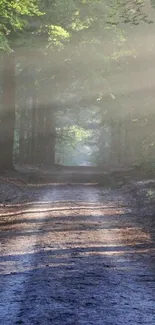 Forest path with sunlight streaming through trees, creating a serene scene.