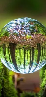 A lush forest reflected in a clear glass sphere.