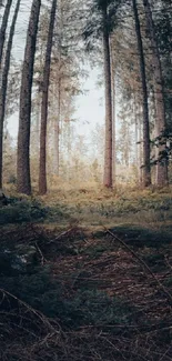 Tranquil forest scene with tall trees and lush greenery.