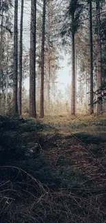 Serene forest landscape with tall trees and sunlight.