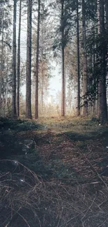 Serene forest with towering trees and soft sunlight, perfect for phone wallpaper.