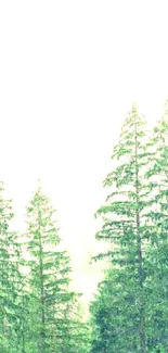 Tranquil green forest with tall trees.