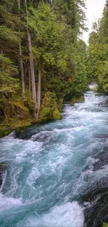 Tranquil river flowing through a lush green forest, ideal for a nature-themed wallpaper.