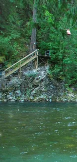 Serene forest river with tree roots and lush greenery.