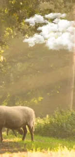 Serene forest scene with a sheep under a cloudy sky, bathed in golden light.