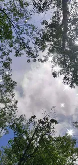 Looking up through tree canopy to sunlit sky.