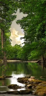 Serene forest stream with lush green trees creating a tranquil scene.