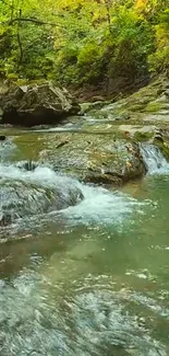 A tranquil stream flows through a lush green forest setting.