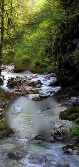 Serene forest stream with lush green trees and flowing water.