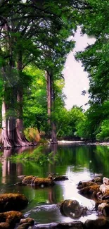 Tranquil forest stream with lush greenery.