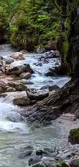 Tranquil forest stream amidst lush greenery.