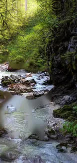 Tranquil forest stream with lush greenery and rocky path.