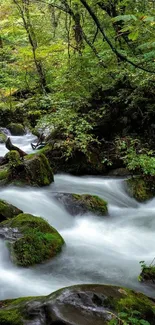 Serene forest stream surrounded by lush green trees, perfect for nature lovers.