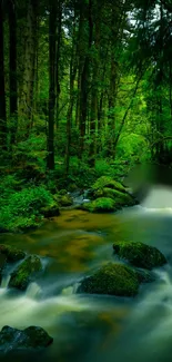 Tranquil forest stream flowing through lush green woods.