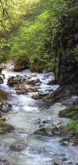 Lush forest and flowing stream mobile wallpaper.