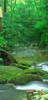 Tranquil forest stream with lush greenery and smooth flowing water.