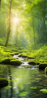 Serene forest stream with sunlight filtering through trees and lush greenery.