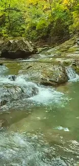 Tranquil forest stream with flowing water and lush greenery.