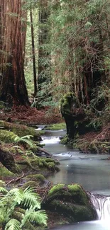 Peaceful forest stream with lush greenery.