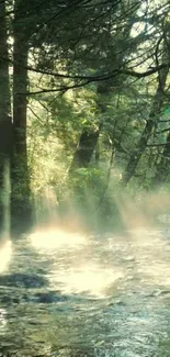 Sunlit forest stream with lush greenery.