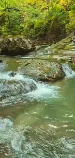 Tranquil stream in lush green forest.