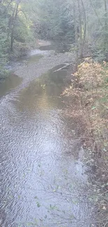 A tranquil forest stream with clear, flowing water and surrounding greenery.